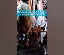 Kambing Melahirkan Kembar 5 Berapa Bulan