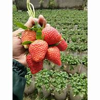 Strawberry Mencir Dan California